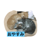 ネコ1ダース（個別スタンプ：3）