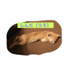 ネコ1ダース（個別スタンプ：5）