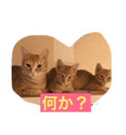 ネコ1ダース（個別スタンプ：6）
