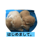 ネコ1ダース（個別スタンプ：7）