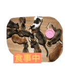 ネコ1ダース（個別スタンプ：8）