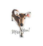 Wow Look at me？（個別スタンプ：1）