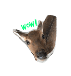 Wow Look at me？（個別スタンプ：2）