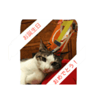 Zucker（個別スタンプ：3）