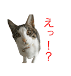 Zucker（個別スタンプ：4）