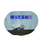 こりちゃん（個別スタンプ：2）