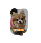こりちゃん（個別スタンプ：3）