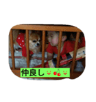 こりちゃん（個別スタンプ：5）