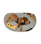 こりちゃん（個別スタンプ：7）