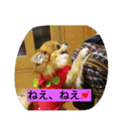 こりちゃん（個別スタンプ：10）