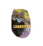 こりちゃん（個別スタンプ：11）