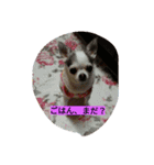 こりちゃん（個別スタンプ：13）