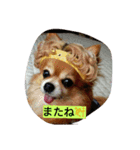 こりちゃん（個別スタンプ：14）