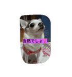 こりちゃん（個別スタンプ：15）