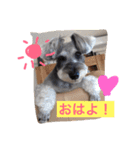 シュナのえるいちご（個別スタンプ：1）