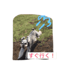 シュナのえるいちご（個別スタンプ：4）