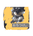 シュナのえるいちご（個別スタンプ：5）