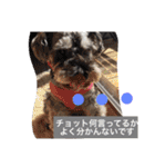 シュナのえるいちご（個別スタンプ：6）