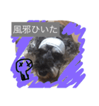 シュナのえるいちご（個別スタンプ：7）