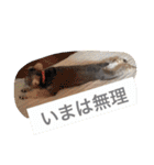 シュナのえるいちご（個別スタンプ：8）