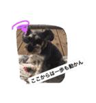 シュナのえるいちご（個別スタンプ：12）