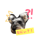 シュナのえるいちご（個別スタンプ：14）
