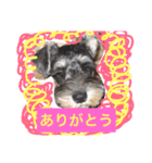 シュナのえるいちご（個別スタンプ：16）