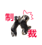 シュナのえるいちご（個別スタンプ：23）