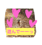 シュナのえるいちご（個別スタンプ：27）
