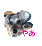 シュナのえるいちご（個別スタンプ：29）