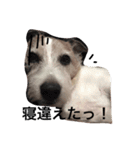 毎日がジャックラッセルテリアでいっぱい！（個別スタンプ：1）