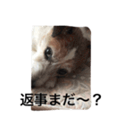 毎日がジャックラッセルテリアでいっぱい！（個別スタンプ：5）