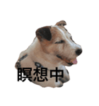 毎日がジャックラッセルテリアでいっぱい！（個別スタンプ：11）