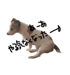 毎日がジャックラッセルテリアでいっぱい！（個別スタンプ：13）