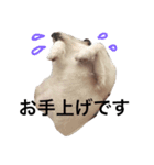 毎日がジャックラッセルテリアでいっぱい！（個別スタンプ：24）
