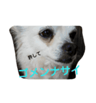 かわいいコロ（個別スタンプ：1）