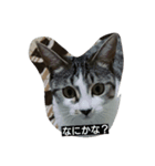 Maycat（個別スタンプ：1）