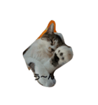 Maycat（個別スタンプ：2）