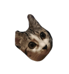 Maycat（個別スタンプ：3）