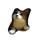 Maycat（個別スタンプ：4）