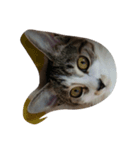 Maycat（個別スタンプ：5）