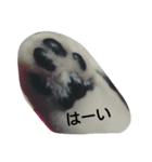 Maycat（個別スタンプ：6）