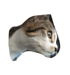 Maycat（個別スタンプ：7）