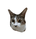 Maycat（個別スタンプ：8）