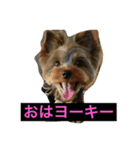 ヨークシャーテリア 可愛い（個別スタンプ：1）