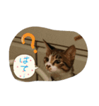 チョコとモナカのハッピーデイ（個別スタンプ：3）