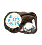 チョコとモナカのハッピーデイ（個別スタンプ：5）
