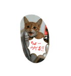 チョコとモナカのハッピーデイ（個別スタンプ：11）