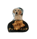犬バカゴールデンレトリーバー日常編（個別スタンプ：1）