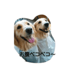 犬バカゴールデンレトリーバー日常編（個別スタンプ：2）